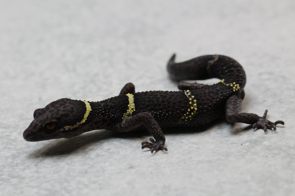 GECKO CHINO DE CUEVA MACHO ADULTO