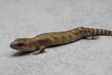 SKINK LENGUA AZUL DEL NORTE