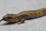 SKINK LENGUA AZUL DEL NORTE