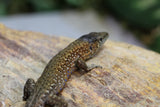 LAGARTO AZUL DE ROCA ( ALGYROIDES NIGROPUNCTATUS) PAREJA