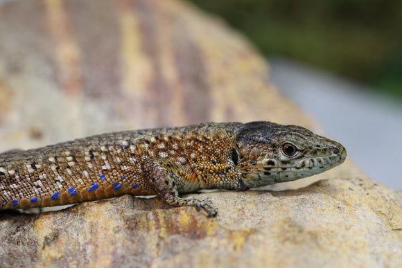 LAGARTO AZUL DE ROCA ( ALGYROIDES NIGROPUNCTATUS) PAREJA