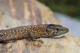 LAGARTO AZUL DE ROCA ( ALGYROIDES NIGROPUNCTATUS) PAREJA