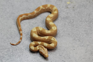 SHARP SUNGLOW PURPLE HI RED HEMBRA ID: 7-8