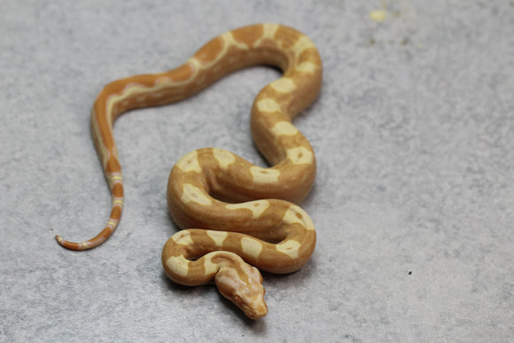 SHARP SUNGLOW PURPLE HI RED HEMBRA ID: 7-8