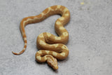 SHARP SUNGLOW PURPLE HI RED HEMBRA ID: 7-8
