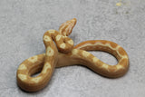 SHARP SUNGLOW PURPLE HI RED HEMBRA ID: 7-8