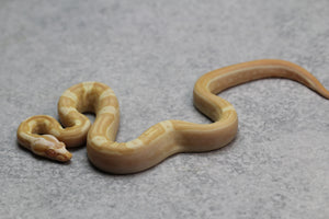 SHARP SUNGLOW PURPLE JUNGLE HEMBRA ID: 3-1