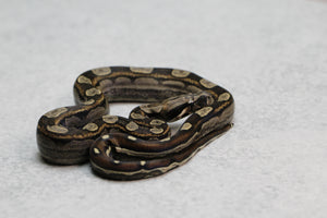 KELTIC DOBLE HET SHARP SUNGLOW PURPLE MACHO  ID: 5-5