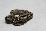 KELTIC DOBLE HET SHARP SUNGLOW PURPLE MACHO  ID: 5-5