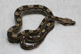 KELTIC DOBLE HET SHARP SUNGLOW PURPLE MACHO  ID: 5-5