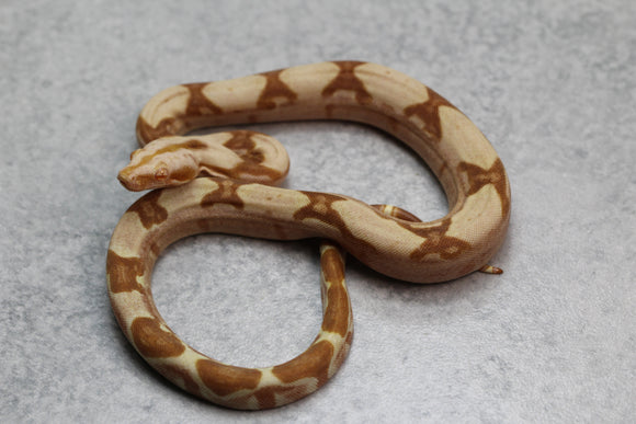 SHARP SUNGLOW PURPLE PASTEL MACHO ID: 14-9