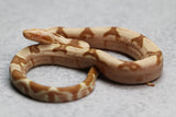 SHARP SUNGLOW PURPLE PASTEL MACHO ID: 14-9