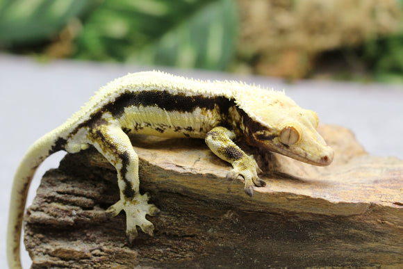 GECKO CRESTADO BLACK LILLY WHITE MACHO ID : 3-15