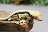 GECKO CRESTADO BLACK LILLY WHITE MACHO ID : 3-15