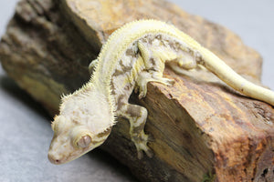 GECKO CRESTADO LILLY WHITE MACHO ID :  15-10