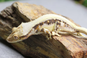 GECKO CRESTADO LILLY WHITE TRICOLOR HEMBRA ID : 17-15