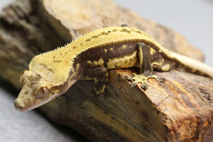 GECKO CRESTADO QUADSTRIPE MACHO ID : 140