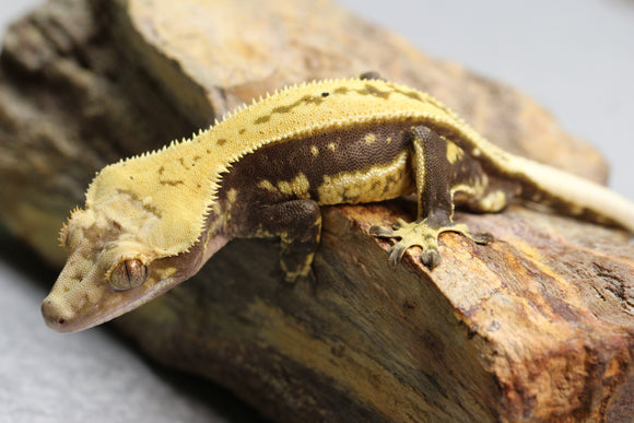 GECKO CRESTADO QUADSTRIPE MACHO ID : 140