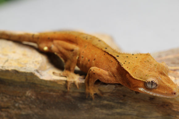 GECKO CRESTADO SUPER DALMATIAN CONFFETI MACHO ID : 11-1