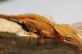 GECKO CRESTADO SUPER DALMATIAN CONFFETI MACHO ID : 11-1