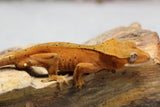 GECKO CRESTADO SUPER DALMATIAN CONFFETI MACHO ID : 11-1