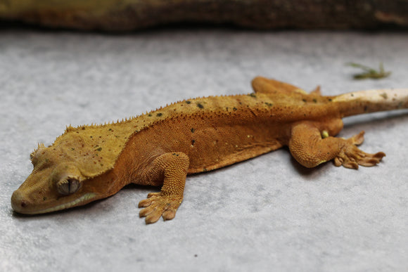 GECKO CRESTADO SUPER DALMATIAN CONFFETI MACHO ID : 2-2
