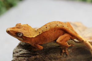GECKO CRESTADO SUPER DALMATIAN CONFFETI HEMBRA ID :  117