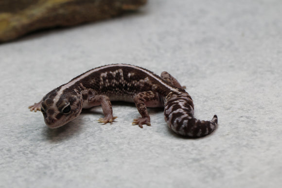 GECKO COLA GORDA OREO STRIPED HET PATTERNLESS HEMBRA ADULTA ID: 128