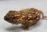 GECKO DE ARENA DE NAMIBIA (CH.ANGULIFER) MACHO