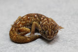 GECKO DE ARENA DE NAMIBIA (CH.ANGULIFER) MACHO