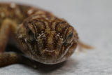 GECKO DE ARENA DE NAMIBIA (CH.ANGULIFER) MACHO