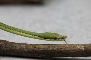 RATONERA BARONI MACHO   ID : 15-2