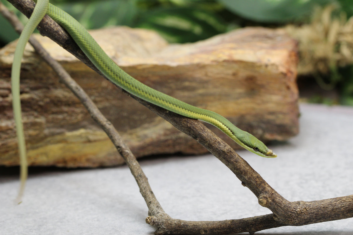 RATONERA BARONI MACHO ID : 2-9 – REPTILE TRADE