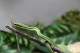 RATONERA BARONI HEMBRA ID : 12-6