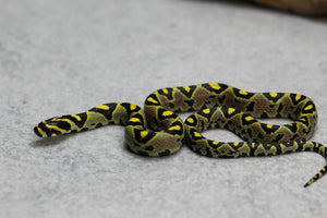RATONERA MANDARINA MACHO  ID : 17-3