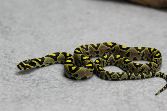 RATONERA MANDARINA MACHO  ID : 17-3