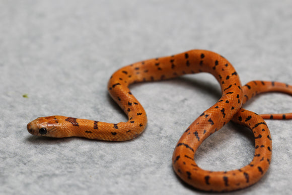 REY LEONIS ORANGE MACHO ID : 116
