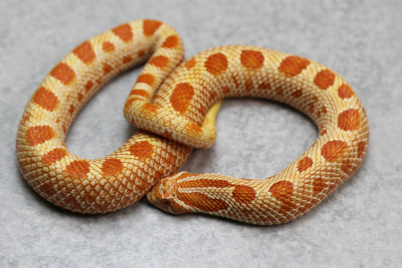 HOGGNOSE RED ALBINO CONDA MACHO SUBADULTO ID : 4-7
