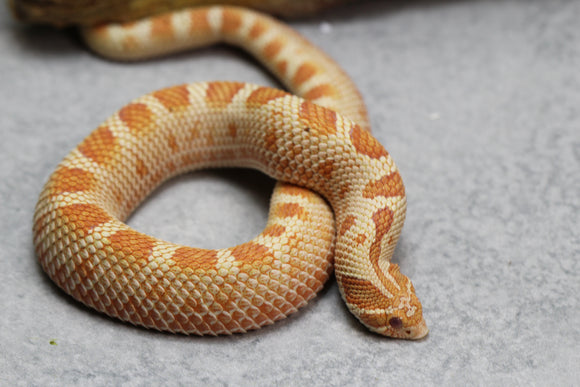 HOGGNOSE RED ALBINO CONDA MACHO SUBADULTO ID : 13-15