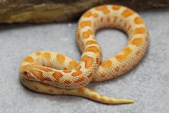 HOGGNOSE RED ALBINO CONDA HEMBRA SUBADULTA ID : 6-16