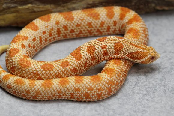 HOGGNOSE RED ALBINO CONDA HEMBRA SUBADULTA ID : 14-6