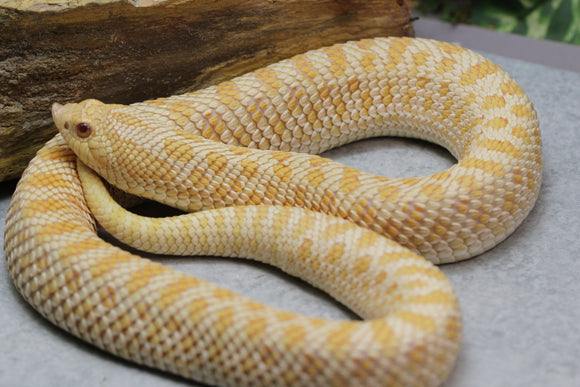 HOGGNOSE ALBINO CONDA  HEMBRA ADULTA ID : RR-1