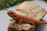 RED MONSTER X SPANISH RED HYPO TRANSLUCENT HEMBRA  ID : F1