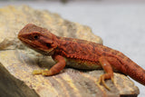 RED MONSTER X SPANISH RED HYPO TRANSLUCENT HEMBRA  ID : F1