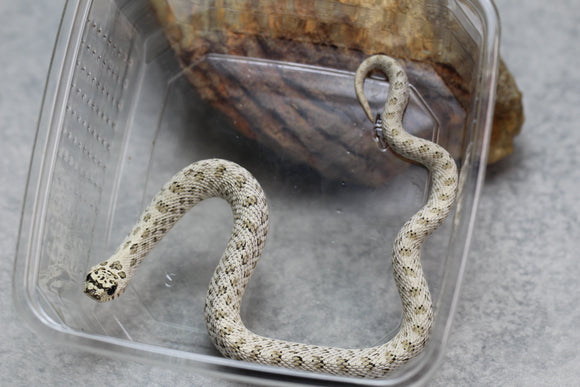 HOGGNOSE SUPER ARCTIC HET TOFFEE MACHO ID : 129