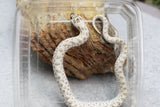 HOGGNOSE SUPER ARCTIC HET TOFFEE MACHO ID : 129