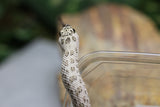 HOGGNOSE SUPER ARCTIC HET TOFFEE MACHO ID : 129
