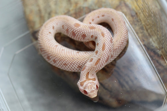 HOGGNOSE SUPER ARCTIC ALBINO CONDA HEMBRA ID : 130