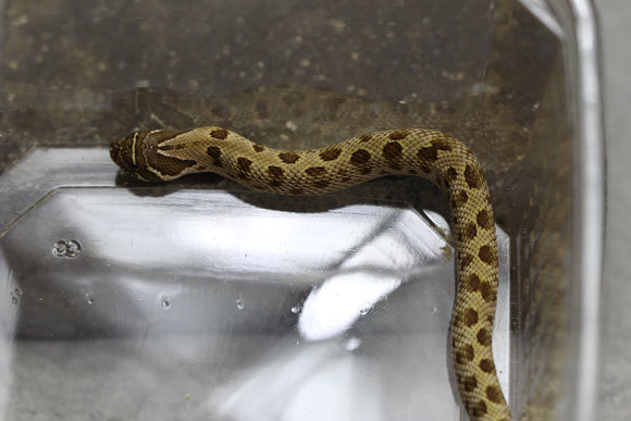 HOGGNOSE CONDA DOBLE HET SNOW ID : 137
