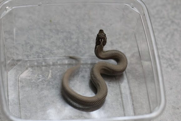 HOGGNOSE AXANTHIC SUPER CONDA HET SNOW MACHO ID : 141